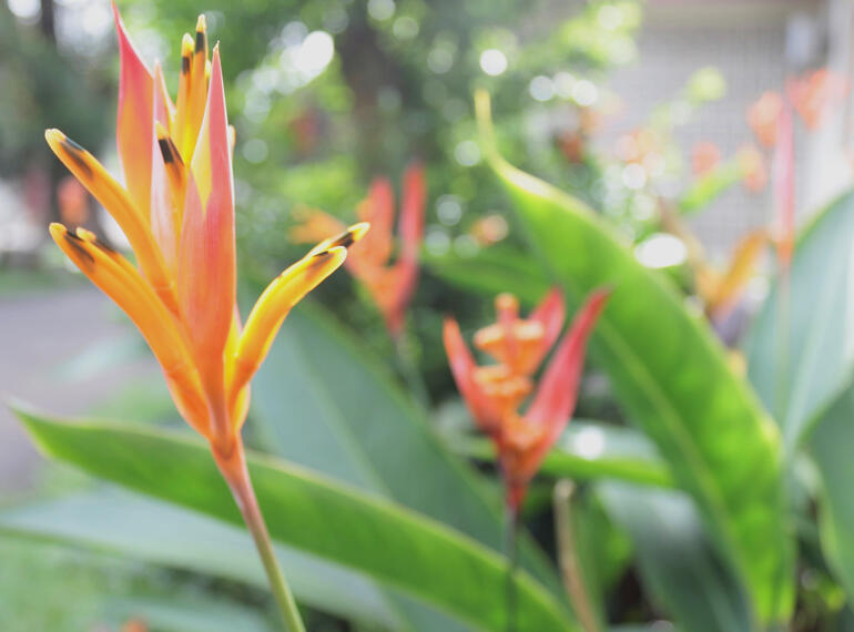 kind a look like tiger lily flower