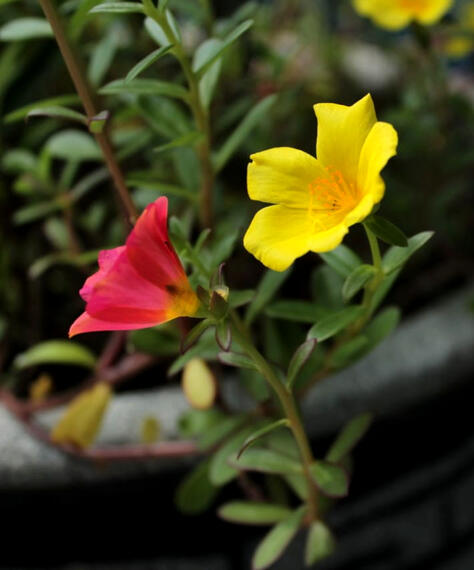 red and yellow krokot flower