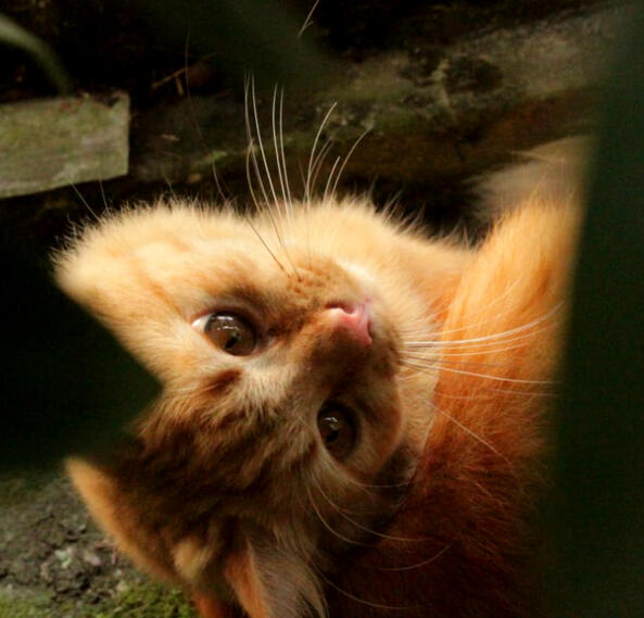 orange cat under the leaf