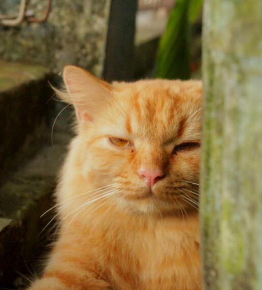 orange cat